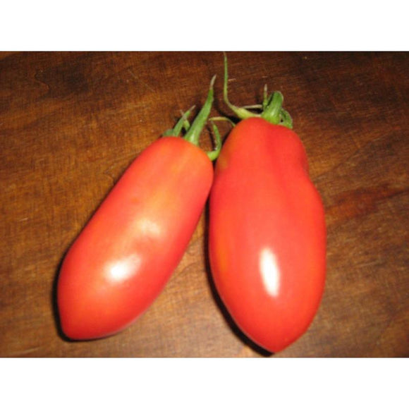 Tomate rouge (mi-saison) san Marzano