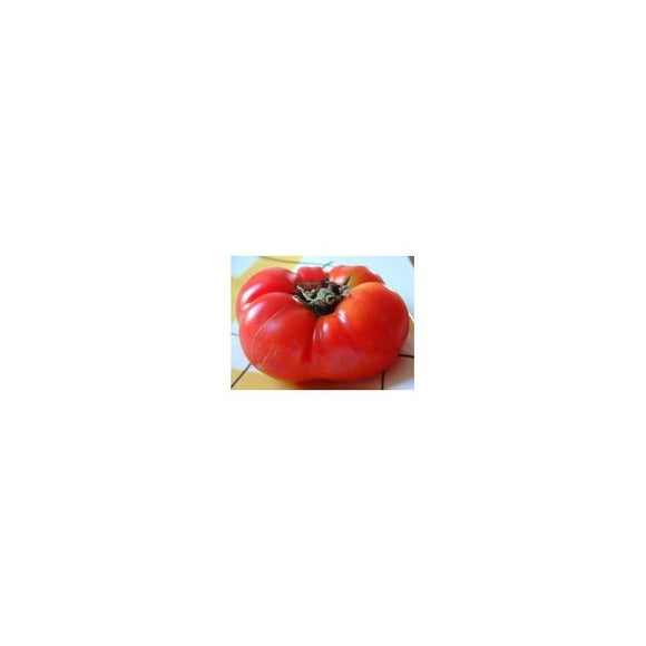 Tomate rouge (précoce) Sasha Altaï