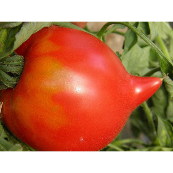 Tomate rouge (mi-saison) téton de Vénus