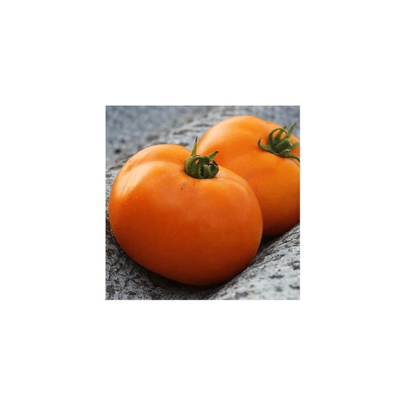 Tomate de couleur (mi-saison) valencia Orange