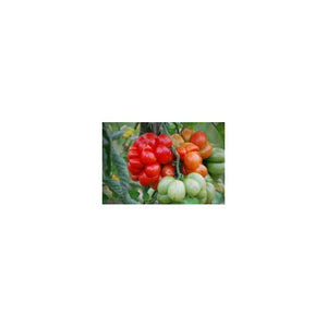 Tomate rouge (tardive) voyage